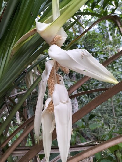 Benstonea monticola, photographed by Matthew Borella