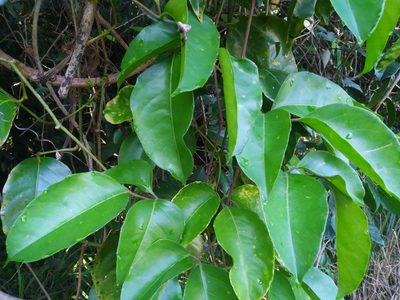 Tetrastigma nitens, photographed by Steve Fitzgerald