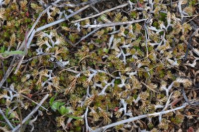 Selaginella cinerascens, photographed by Madeleine Claire