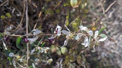 Crossosoma bigelovii, photographed by velodrome