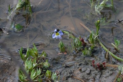 Downingia cuspidata, photographed by Madeleine Claire
