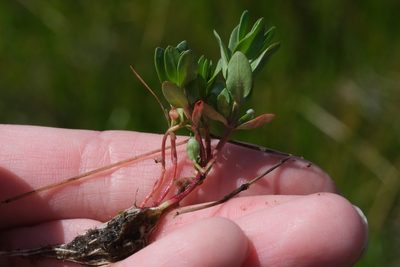 Lythrum hyssopifolia, photographed by Madeleine Claire
