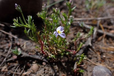 Downingia cuspidata, photographed by Madeleine Claire