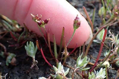 Plantago elongata, photographed by Madeleine Claire