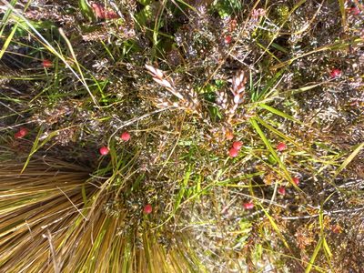 Acrothamnus colensoi, photographed by Skyler Morison