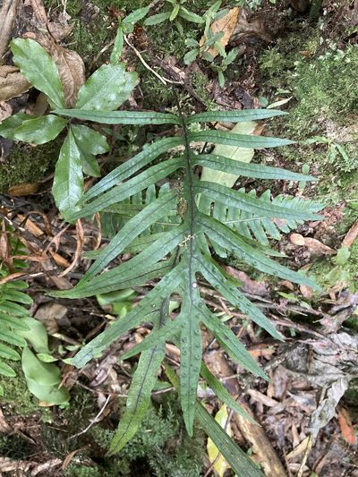 Zealandia novaezealandiae, photographed by Hannah Rogers