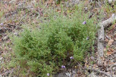 Galium porrigens, photographed by Ken-ichi Ueda
