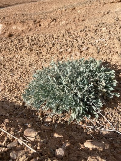 Arctomecon humilis, photographed by Grant Chovil
