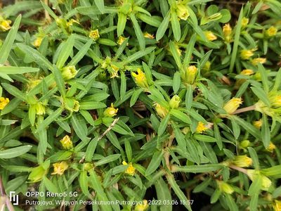 Pectis prostrata, photographed by Ong Jyh Seng