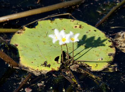 Nymphoides indica, photographed by Tony Eales