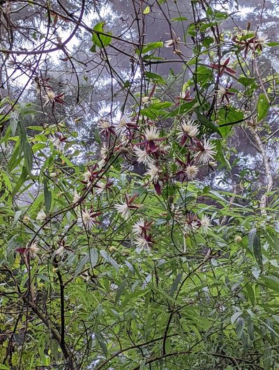 Clematis tashiroi, photographed by Cynthia Su