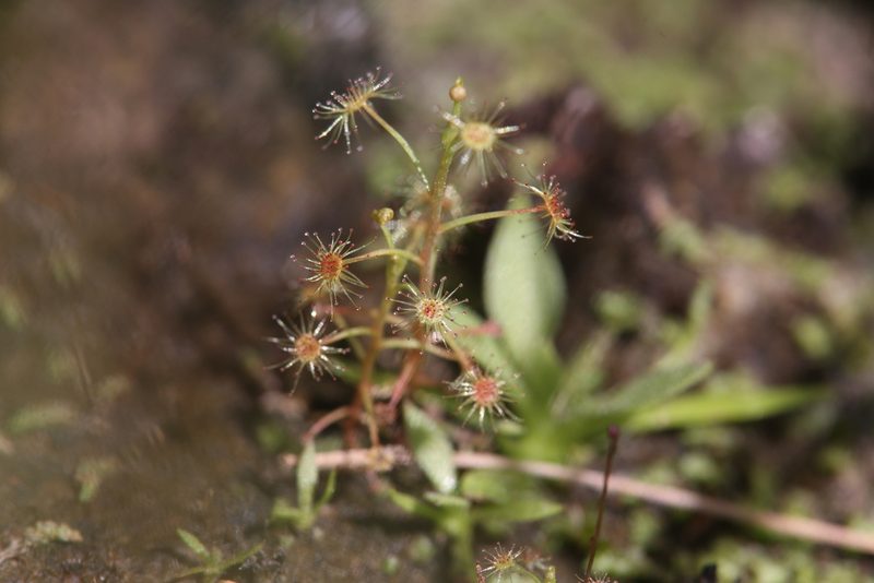 Drosera banksii, photographed by Hugo Innes