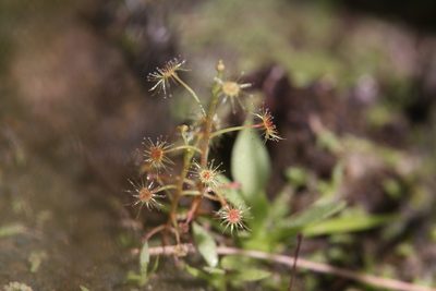 Drosera banksii, photographed by Hugo Innes