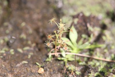 Drosera banksii, photographed by Hugo Innes