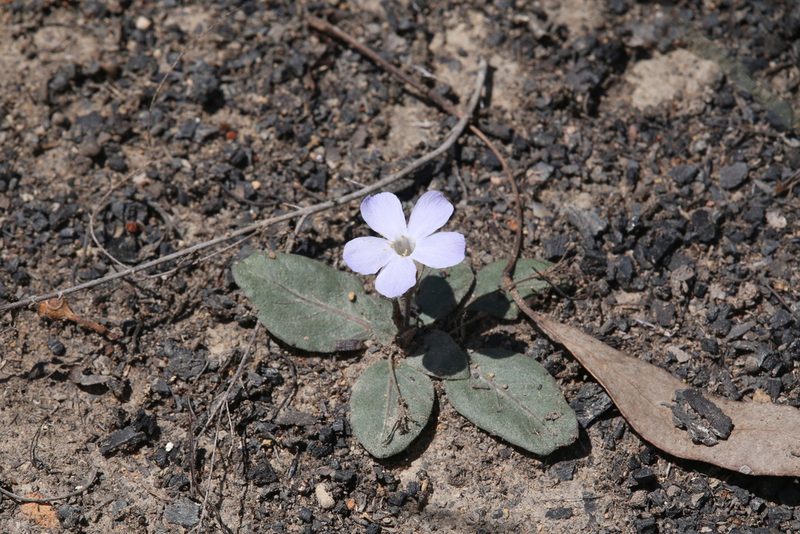 Brunoniella acaulis, photographed by Hugo Innes