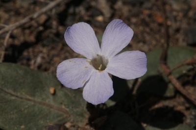 Brunoniella acaulis, photographed by Hugo Innes