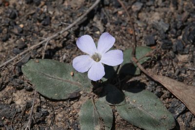 Brunoniella acaulis, photographed by Hugo Innes