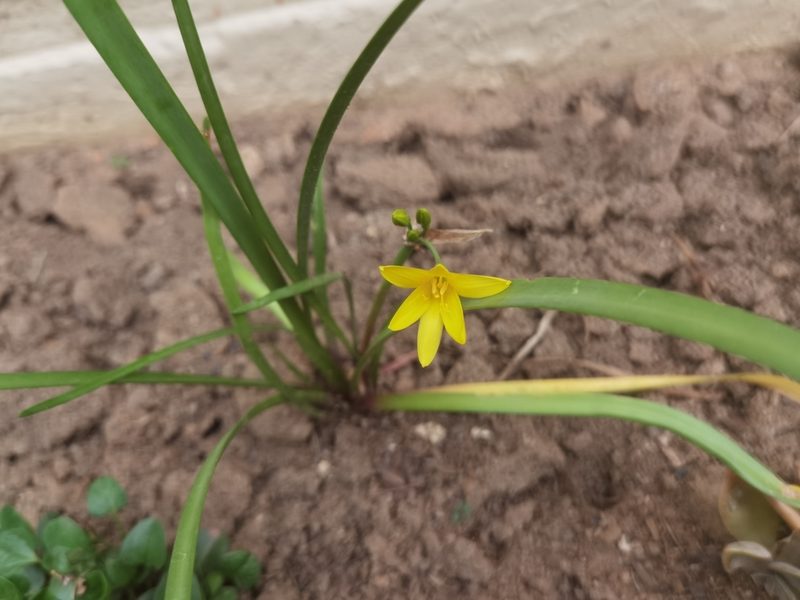 Cyrtanthus breviflorus, photographed by Philani Hadebe