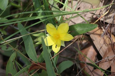 Hibbertia longifolia, photographed by Hugo Innes