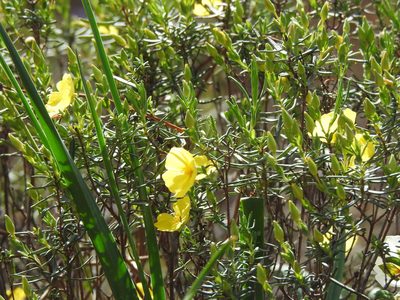 Cistus calycinus, photographed by Duarte Frade