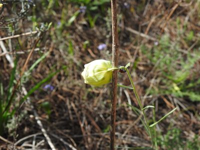 Fritillaria lusitanica, photographed by Duarte Frade