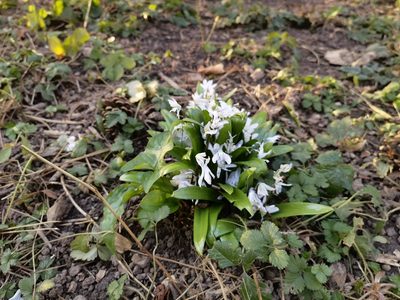 Scilla mischtschenkoana, photographed by Claude Kolwelter