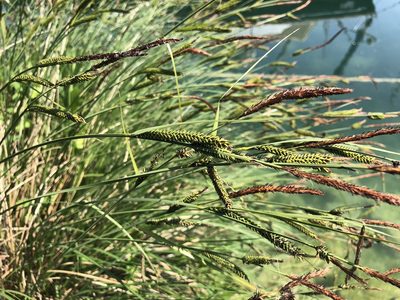 Carex elata, photographed by Jason Grant