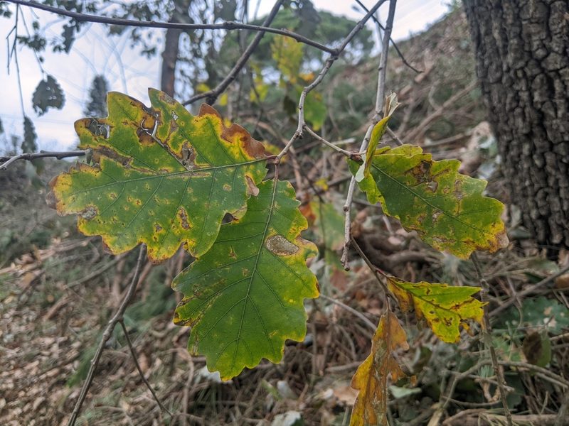 Quercus canariensis, photographed by Katarzyna Żarnowiec