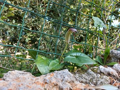 Arisarum vulgare, photographed by RAUL DAL SANTO