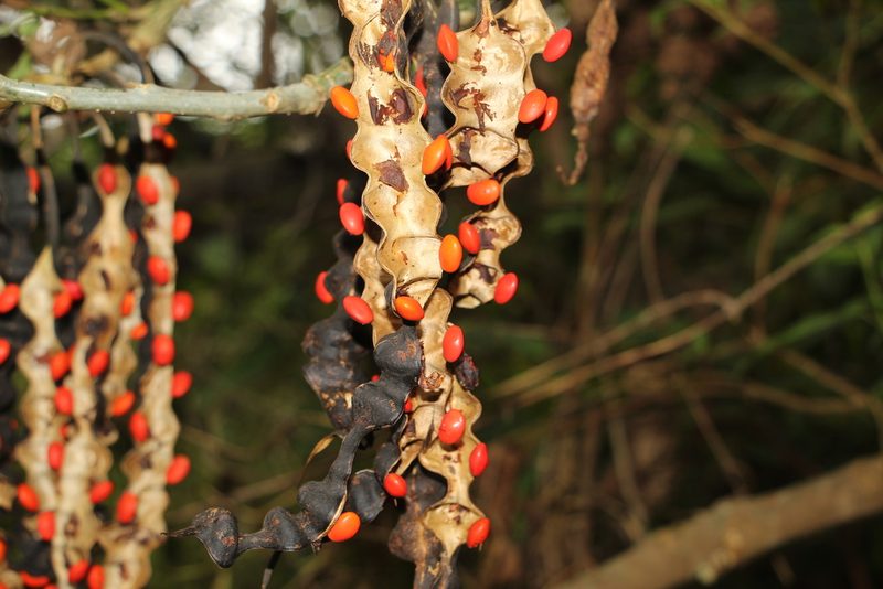 Erythrina rubrinervia, photographed by Andrés Ramírez-Barrera