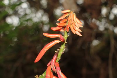Erythrina rubrinervia, photographed by Andrés Ramírez-Barrera