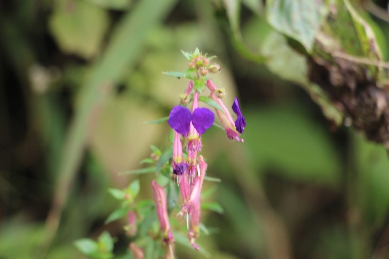 Cuphea dipetala, photographed by Andrés Ramírez-Barrera