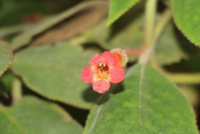 Kohleria hirsuta, photographed by Andrés Ramírez-Barrera