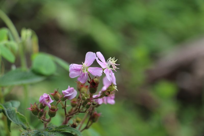 Chaetogastra gracilis, photographed by Andrés Ramírez-Barrera