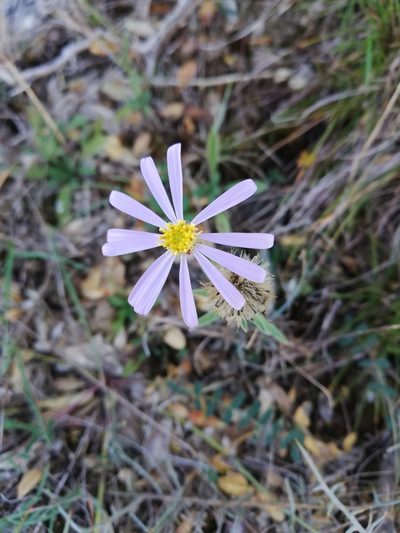 Aster willkommii, photographed by manu_de_pedro