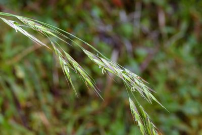 Bromus morrisonensis, photographed by Cheng-Tao Lin
