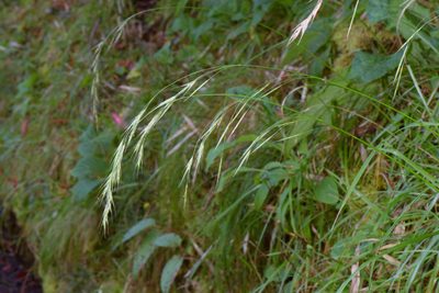 Bromus morrisonensis, photographed by Cheng-Tao Lin