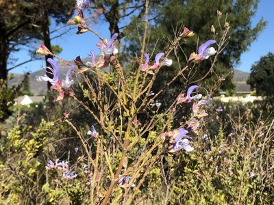 Salvia chamelaeagnea, photographed by Caroline Voget