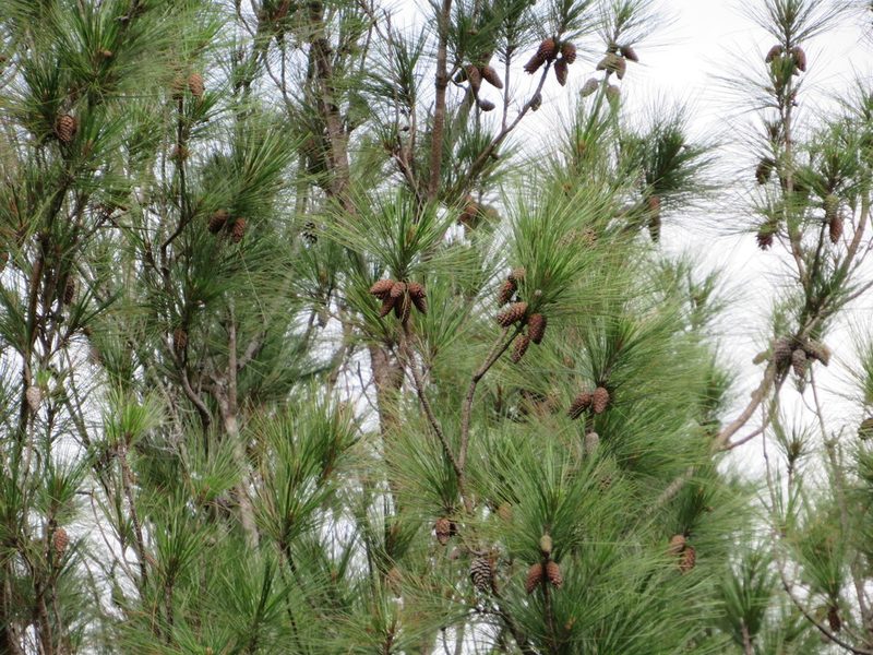 Pinus occidentalis, photographed by Светлана Царахова