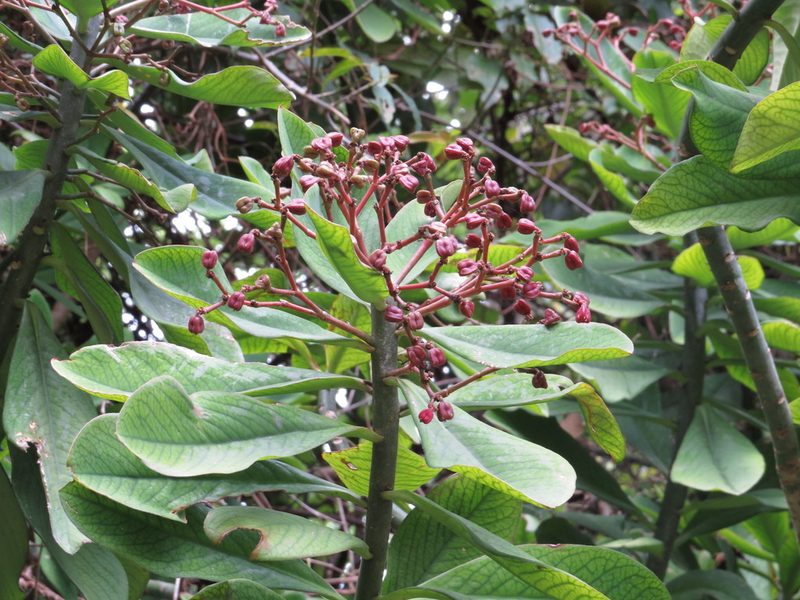 Euphorbia umbellata, photographed by Светлана Царахова