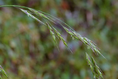 Bromus morrisonensis, photographed by Cheng-Tao Lin