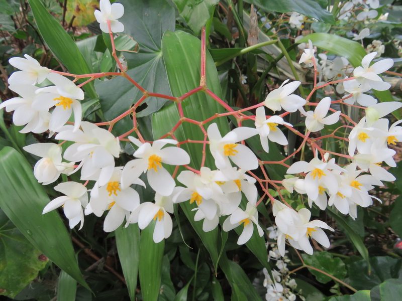 Begonia obliqua, photographed by Светлана Царахова
