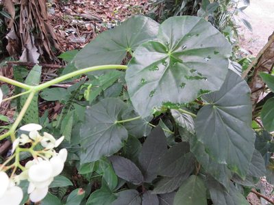 Begonia obliqua, photographed by Светлана Царахова