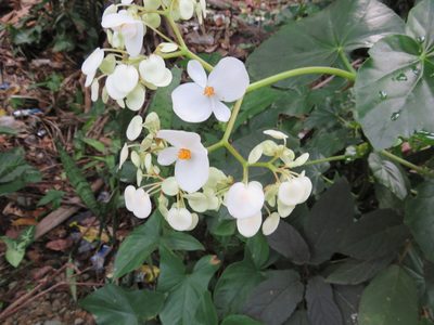 Begonia obliqua, photographed by Светлана Царахова