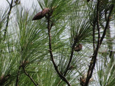 Pinus occidentalis, photographed by Светлана Царахова