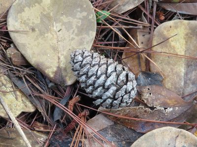 Pinus occidentalis, photographed by Светлана Царахова