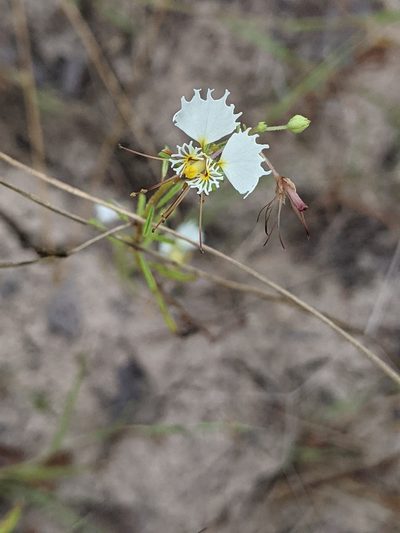 Cleome erosa, photographed by Alison Northup