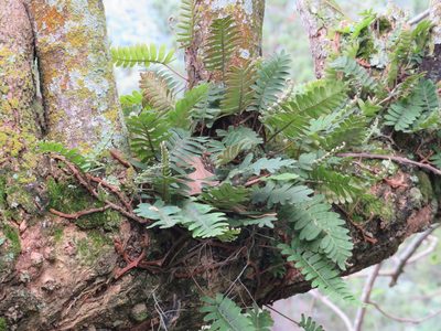 Pleopeltis polypodioides, photographed by Светлана Царахова