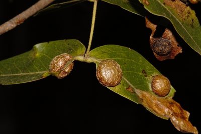 Brachystegia spiciformis, photographed by i_c_riddell
