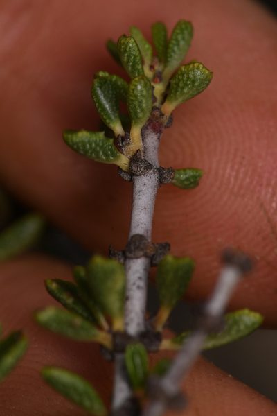 Ceanothus ophiochilus, photographed by Trevor Van Loon